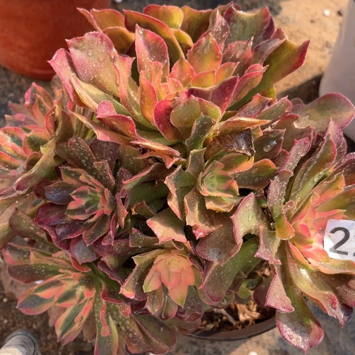 224多肉植物红秀