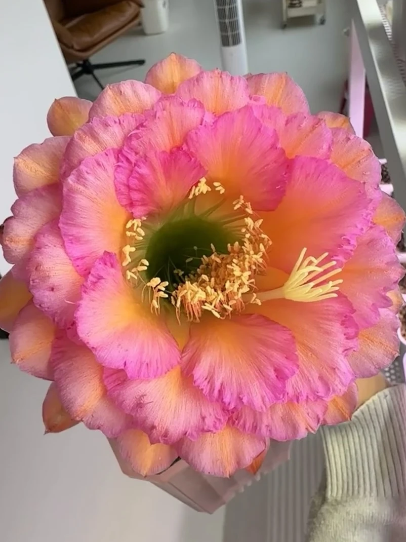 仙人球 一物一拍 以直播间为准