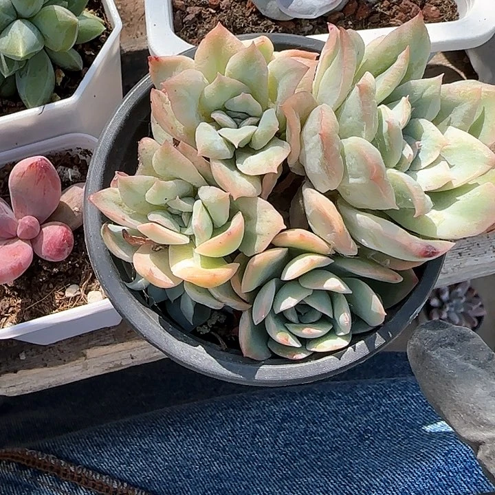 青蛙王子儿童牙膏11