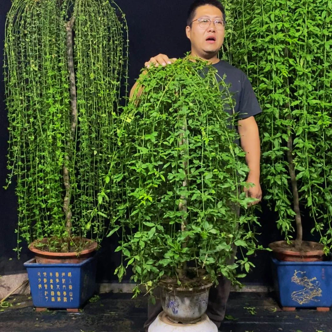 探春花，一物一拍，