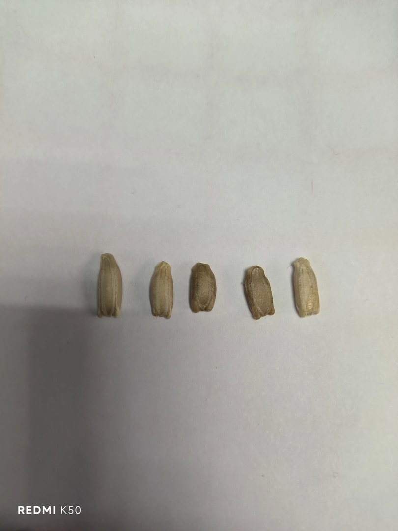 天然葫芦种子链接