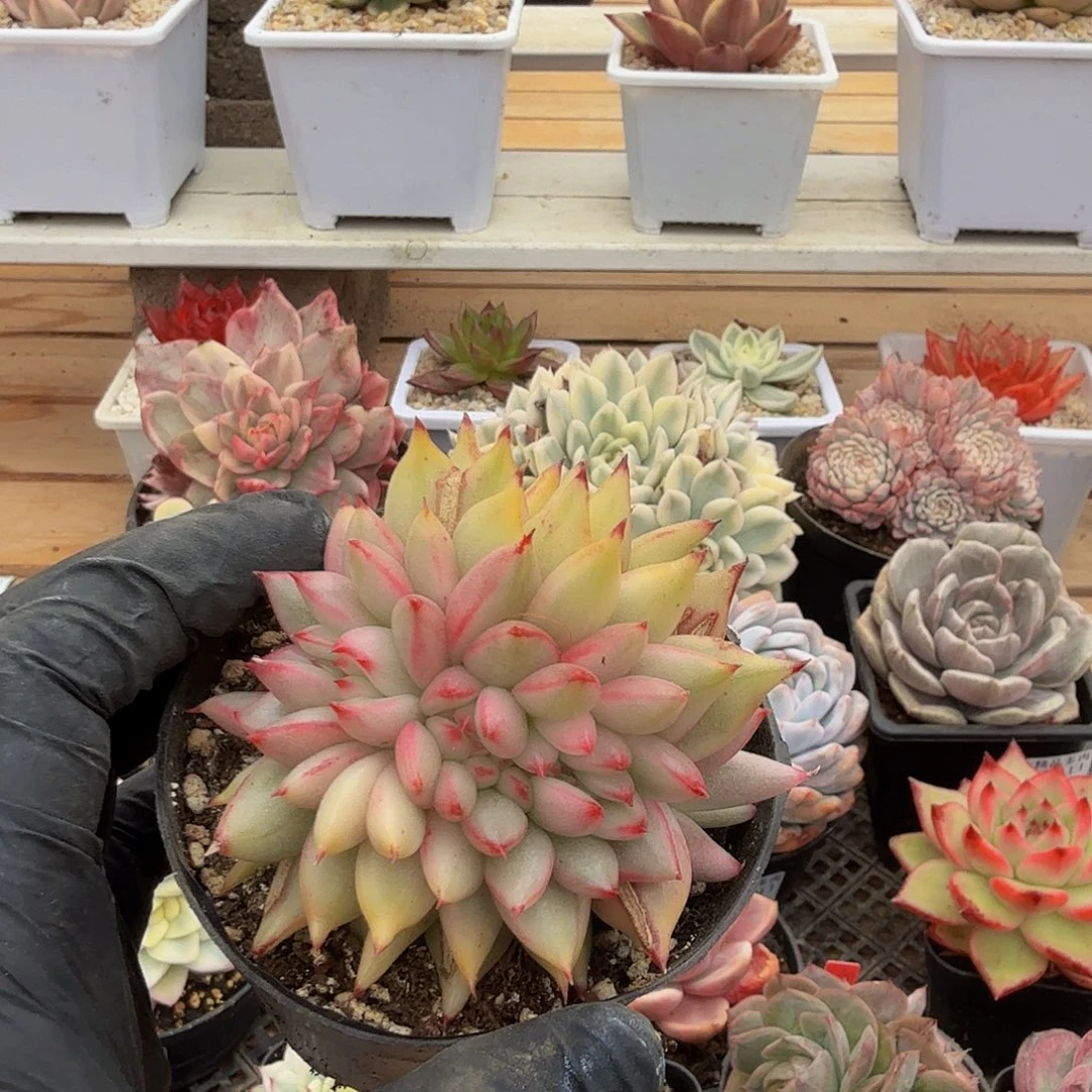 1124-73樱花玛丽亚锦