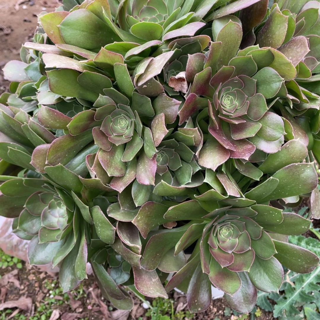 921柠檬多肉法师断枝不包