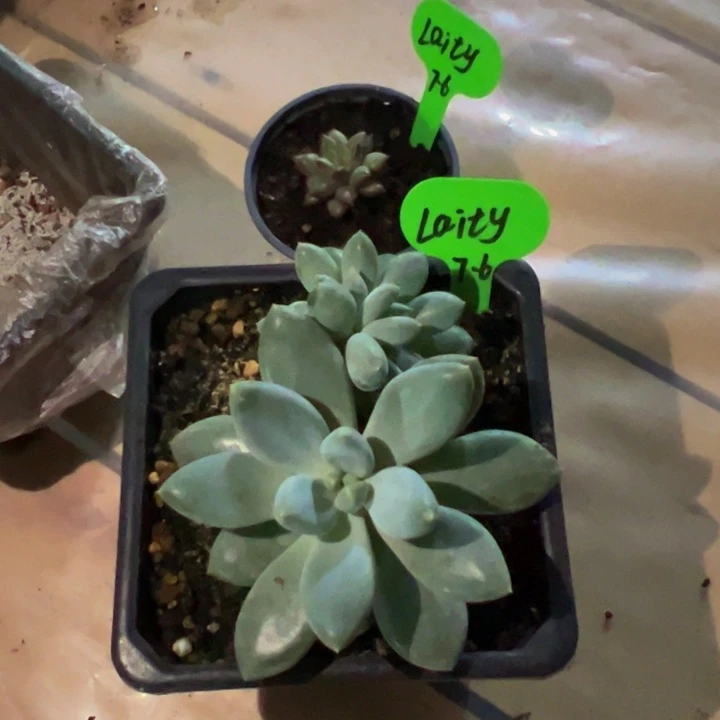L***yLa胖体哥特萝莉一颗寄养