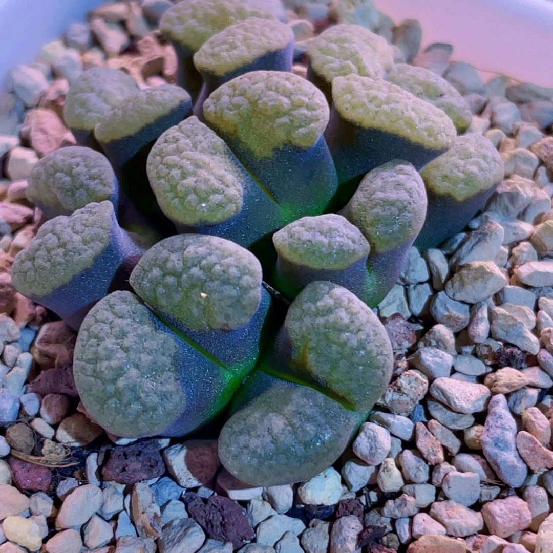 班克白窗磁铁植物一物一拍