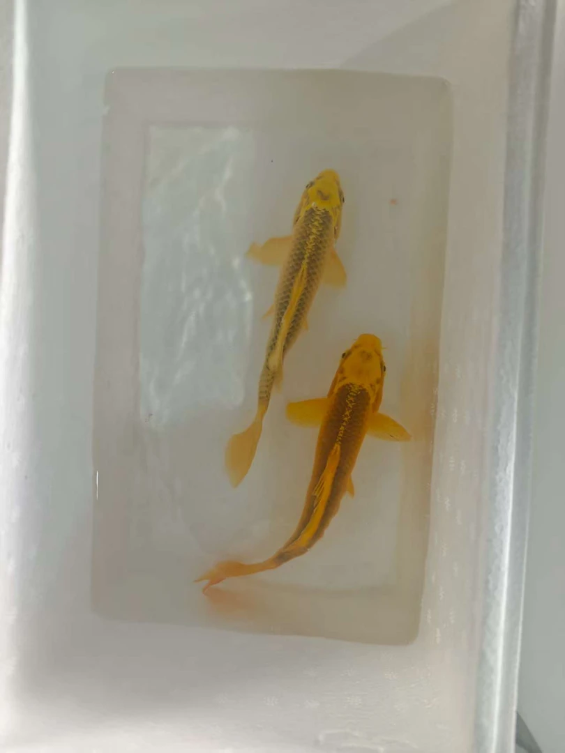 101-200渔场直销红白三色黑黄白锦鲤