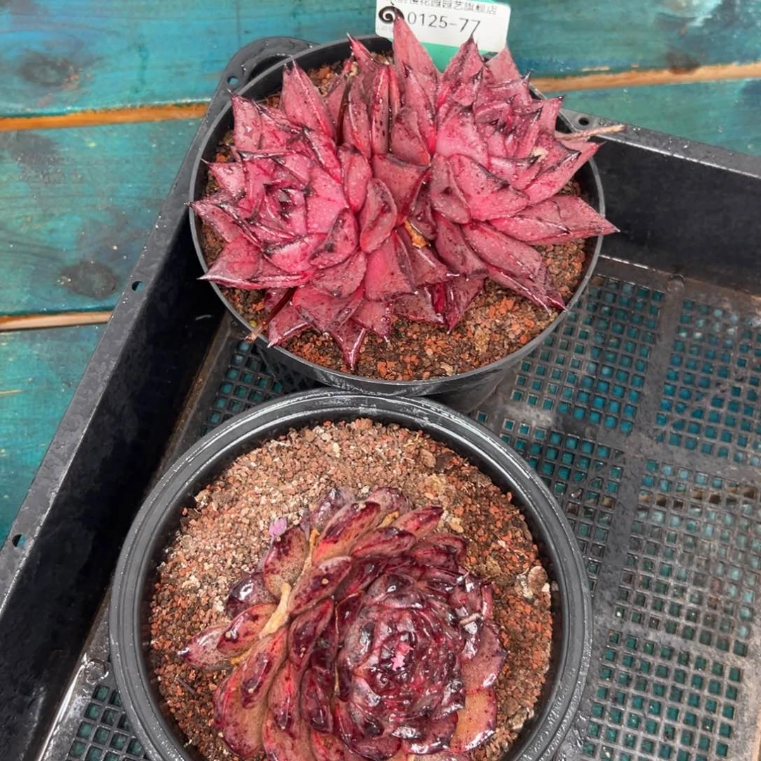 多肉一物一拍编号0125-77