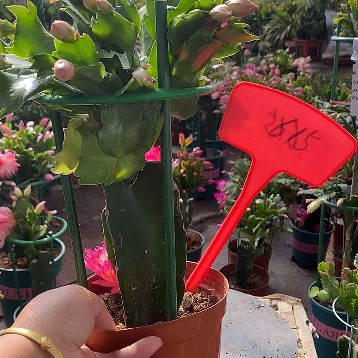 073重瓣带盆发顺丰615