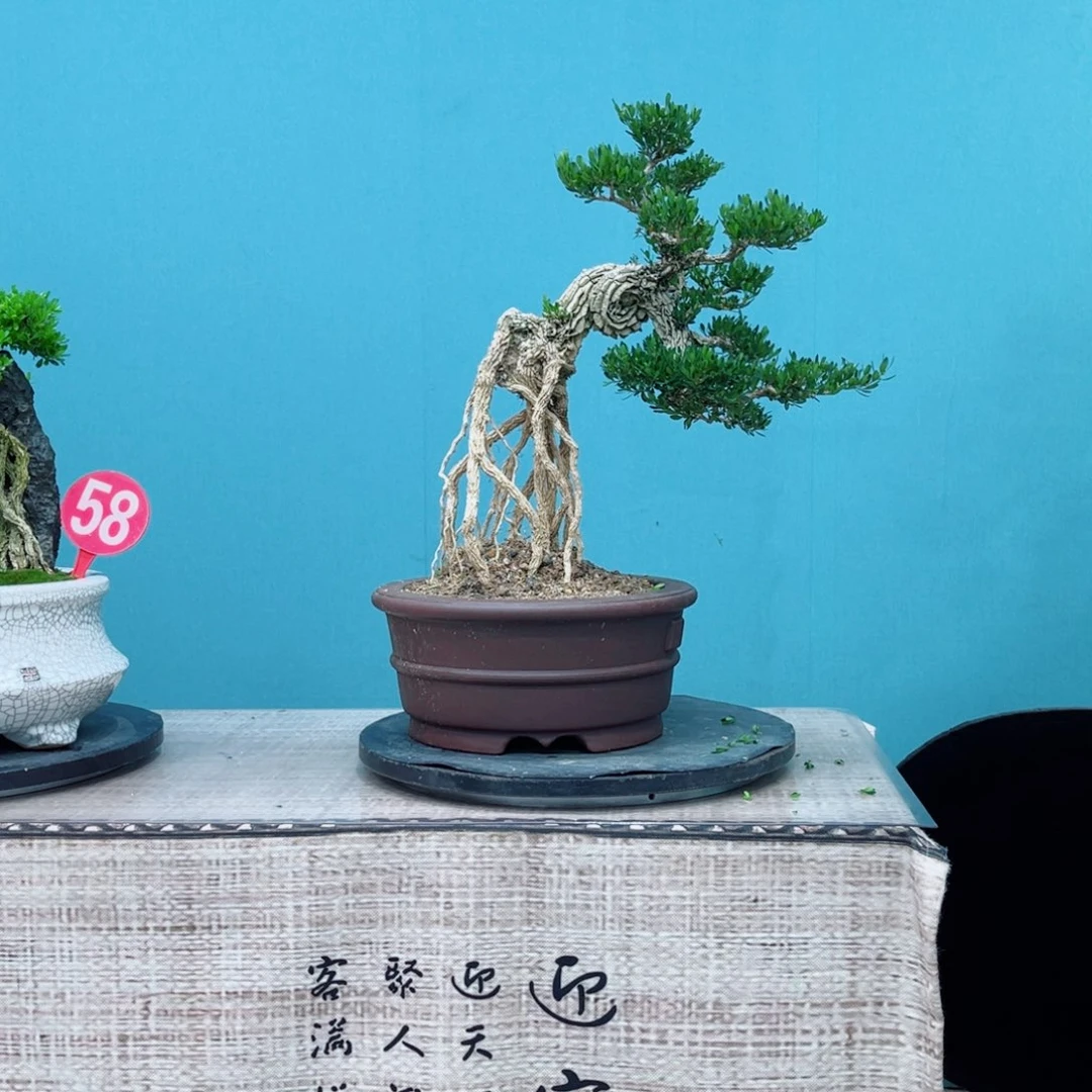 S****以实际为准精品黄杨老桩