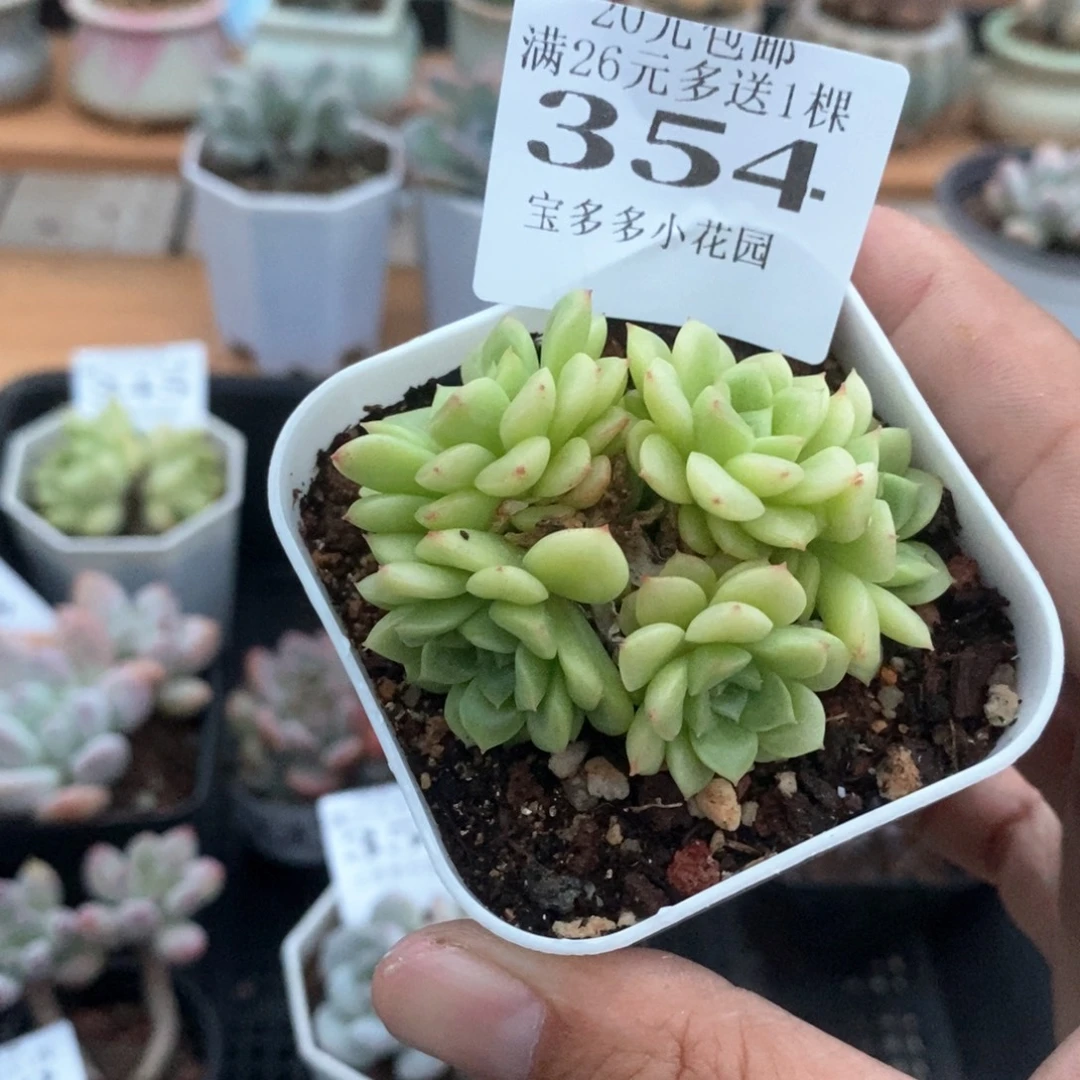 珍珠麦秆群一物一拍满20包邮满26多送一颗