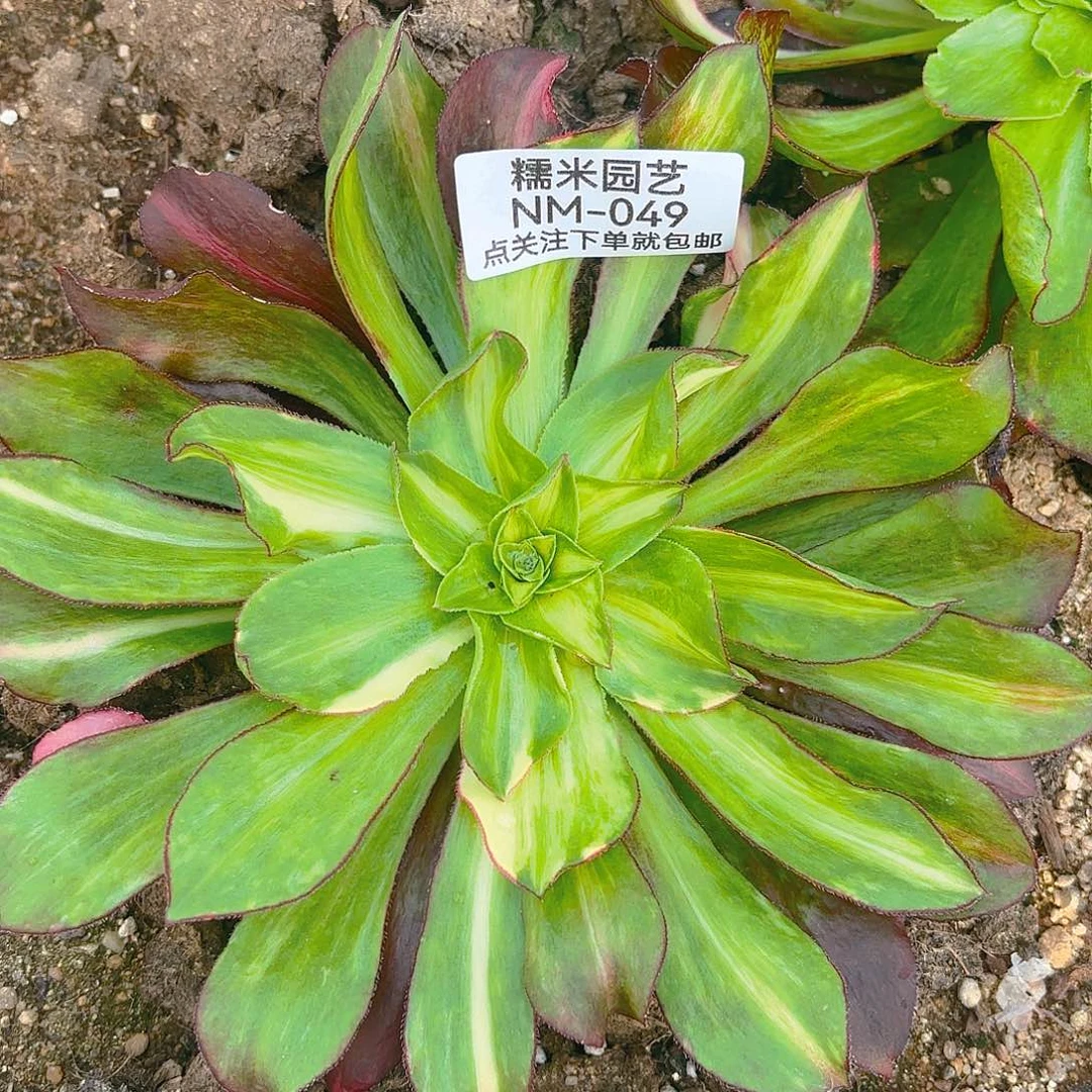 魅影七彩多肉植物049