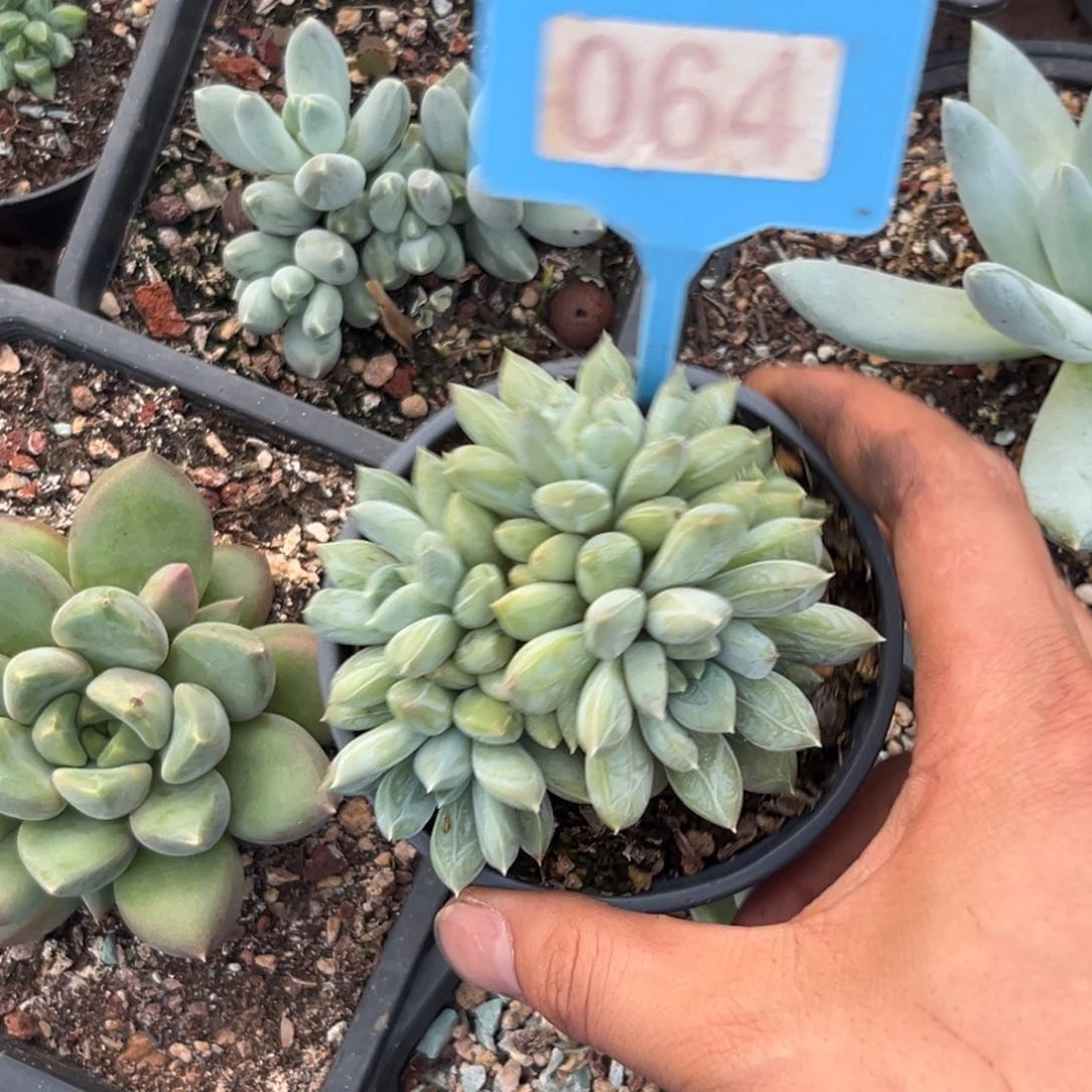 多肉植物多米美人064