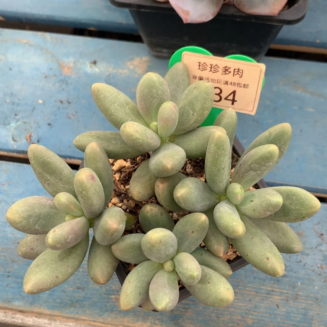 糖果美人老桩平头234