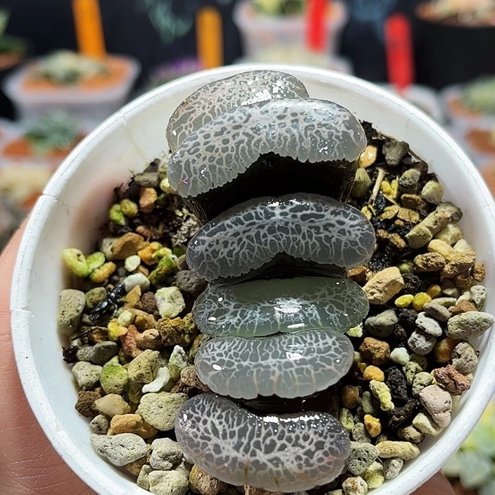 十二卷多肉终极南