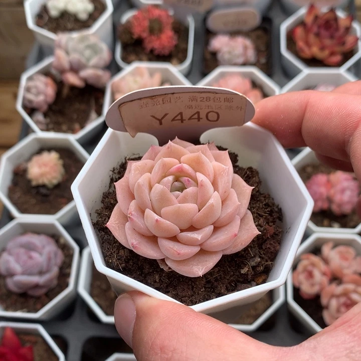 今****子0440 纯爱单头 4cm