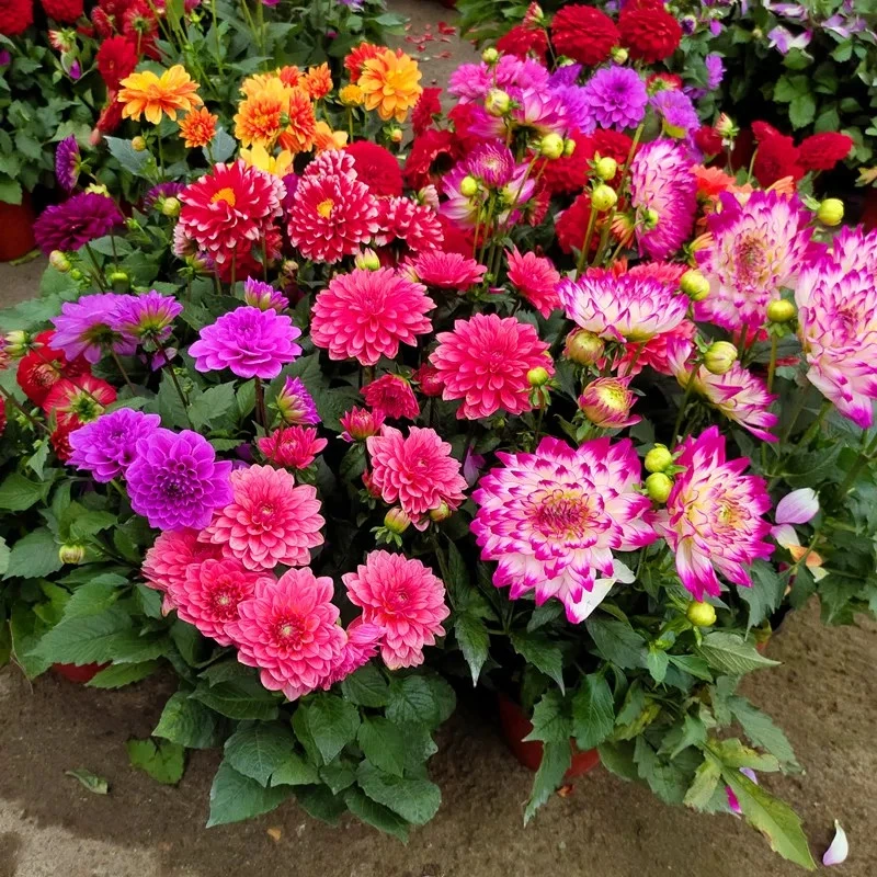 【一物一拍】重瓣大丽花盆栽带花发货四季开花室内阳台特大易活绿植