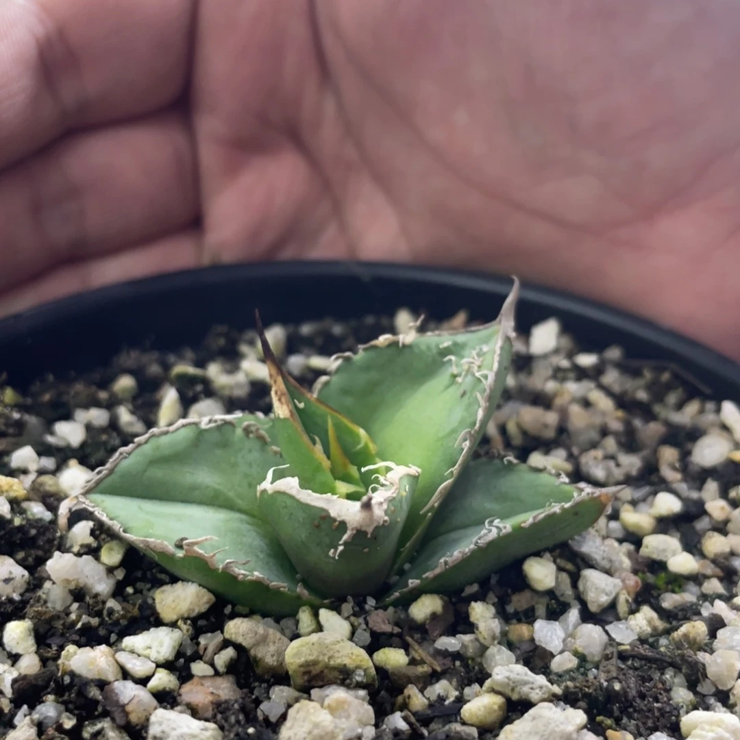 【闪购商品】西班牙实生 顶芽