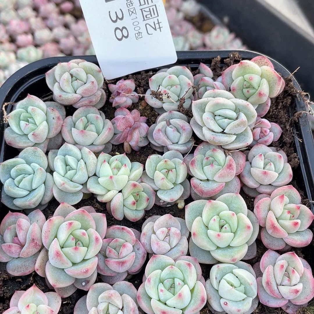 冰珍一物一拍138