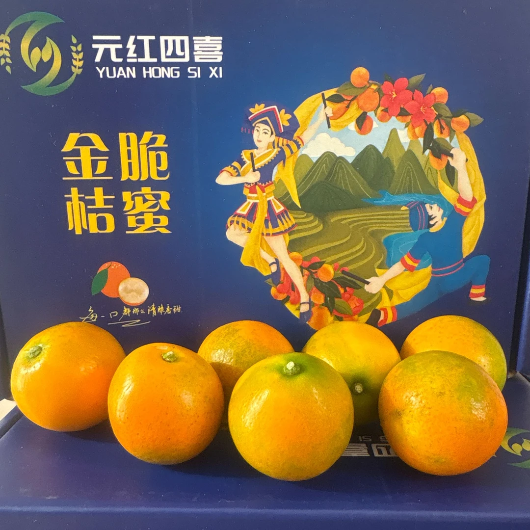2号果广西融安脆蜜金桔第三代脆蜜金柑果园直发新鲜当季水果糖心