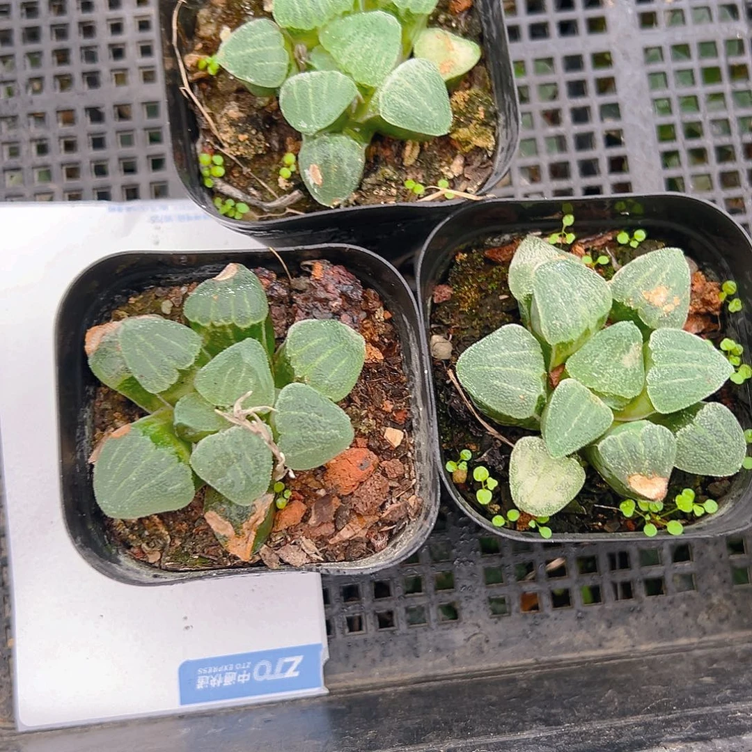 瑕疵青瓷玉露多肉多肉一颗