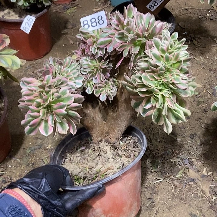 888粉女郎缀化老板子