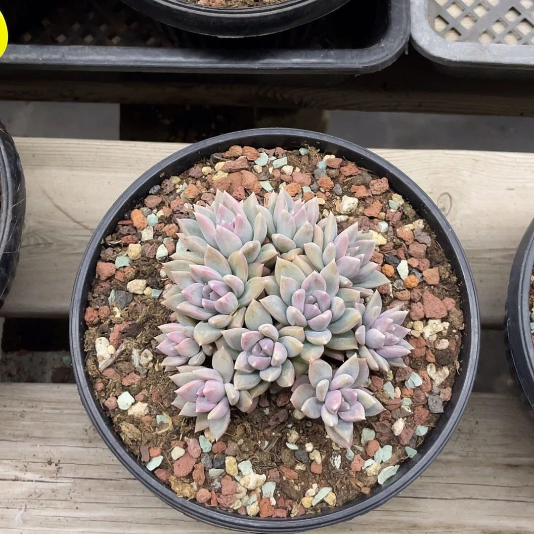 不知道是什么，反正好看