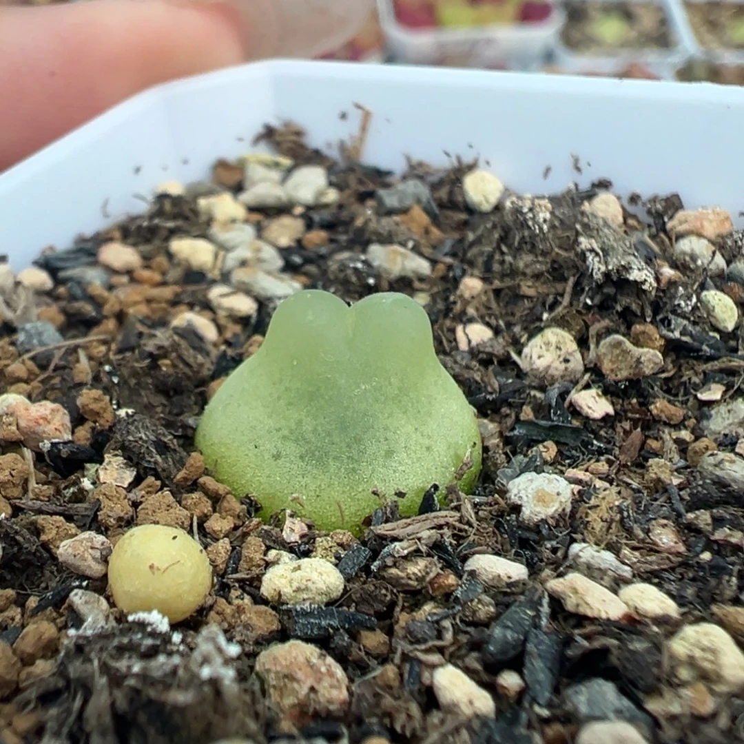 154拉登带盆土发货