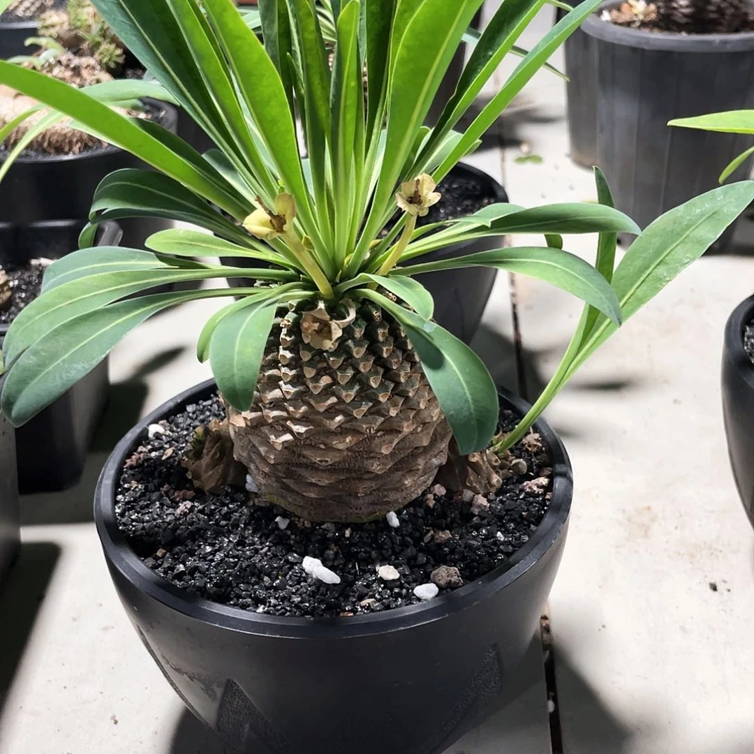 张**儿666666666666666666666