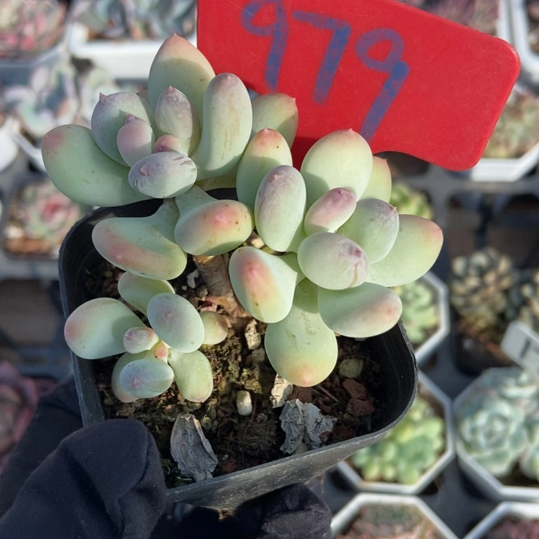 979三日月奶酪多肉