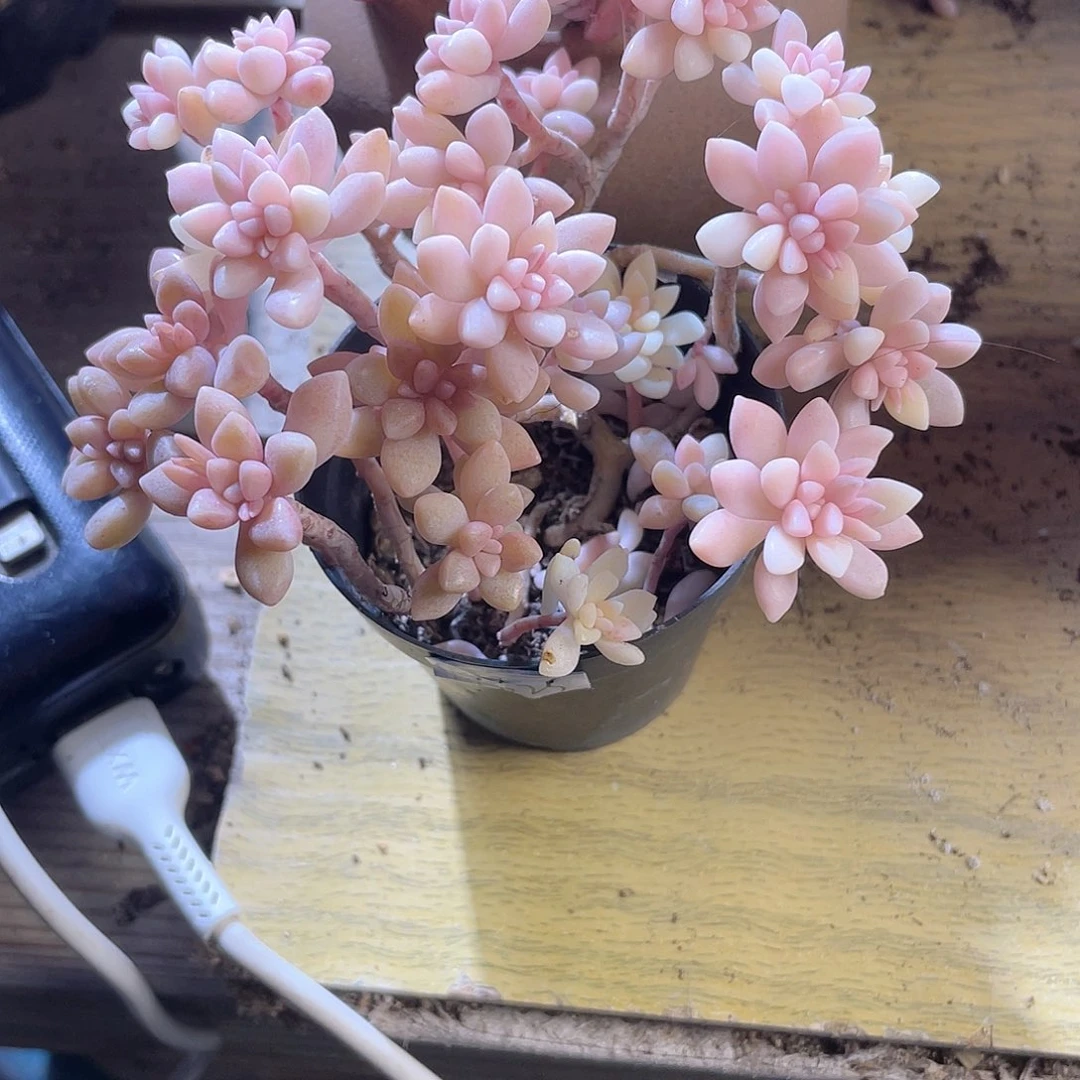 芙*怡2418  秋丽锦 六月六