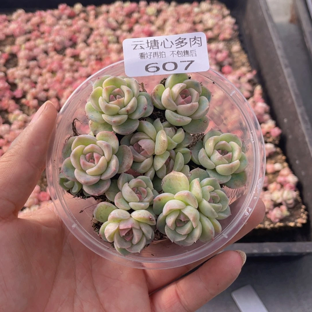 云糖心多肉植物607