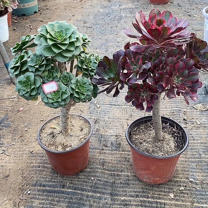 19，2颗多肉法师多肉法师