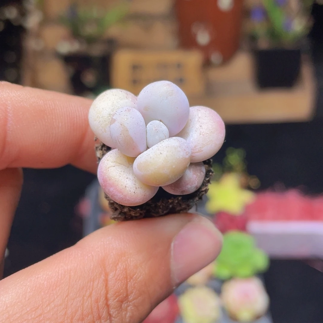 奶酪多肉9.9包邮发货