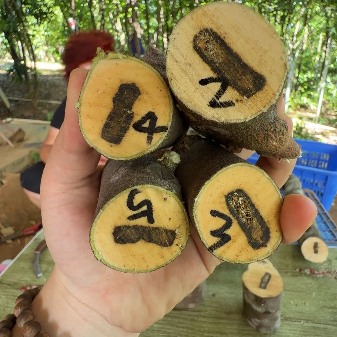 线香奇楠沉香原木