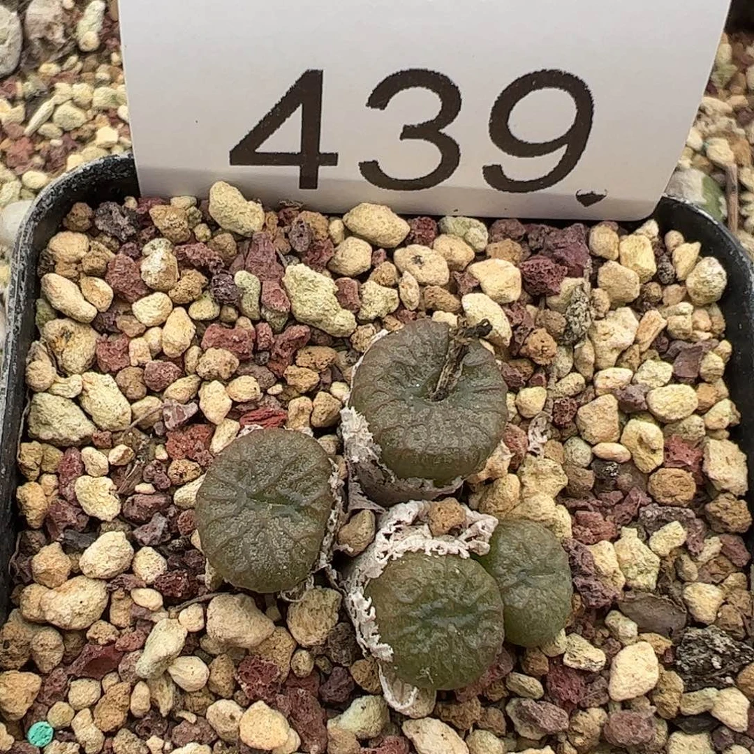 一物一拍     脱土发439