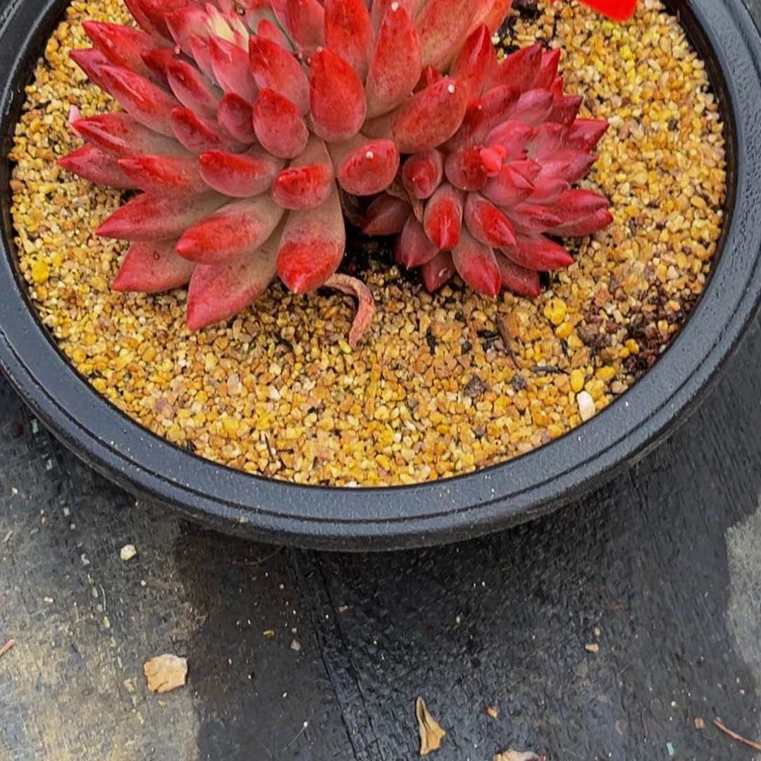 2903下午多肉植物群生