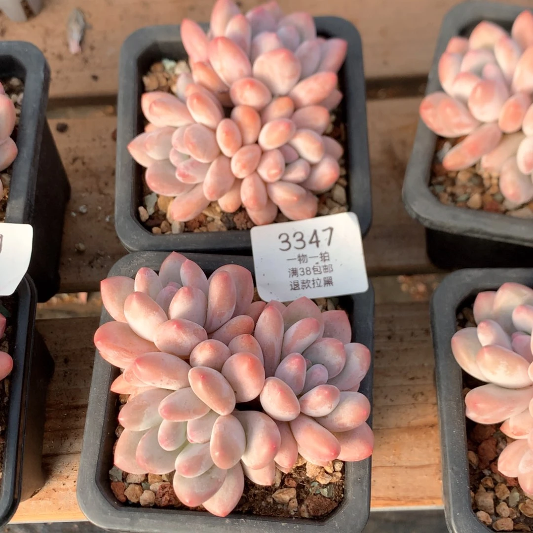 10厘米三头香水多肉两颗3347