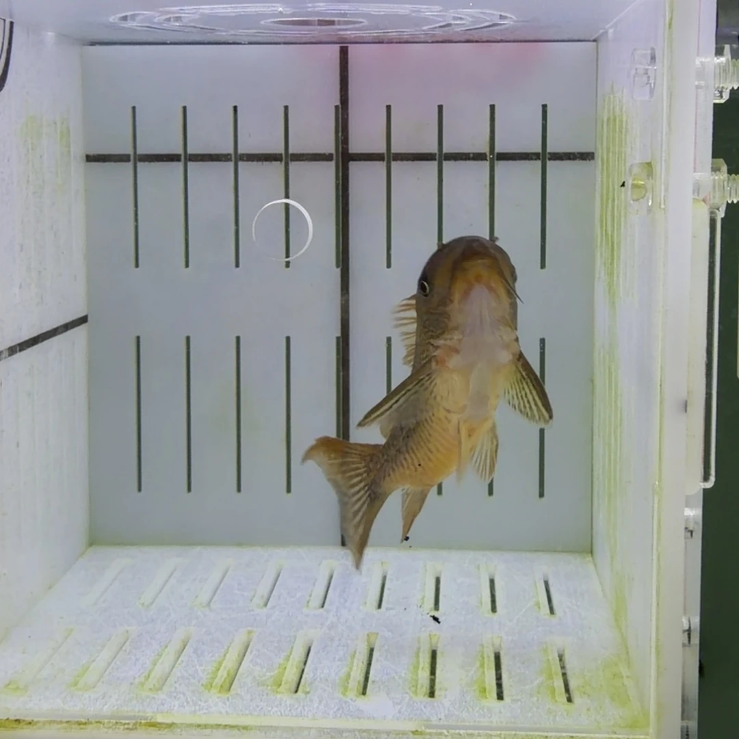 鼠鱼7厘米公潘鼠1