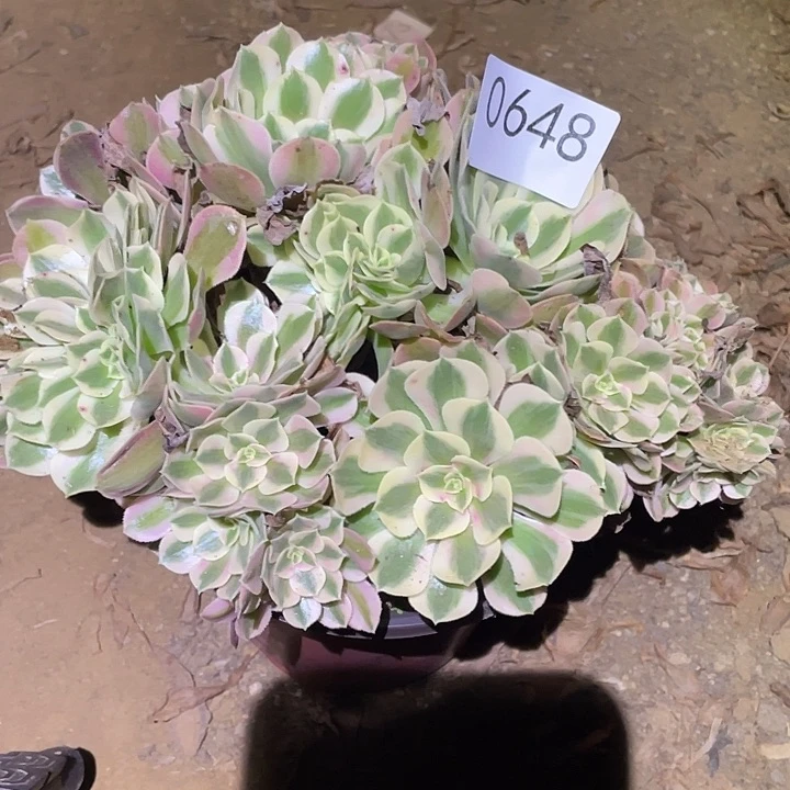 深**兰多肉植物断枝不包648女巫缀