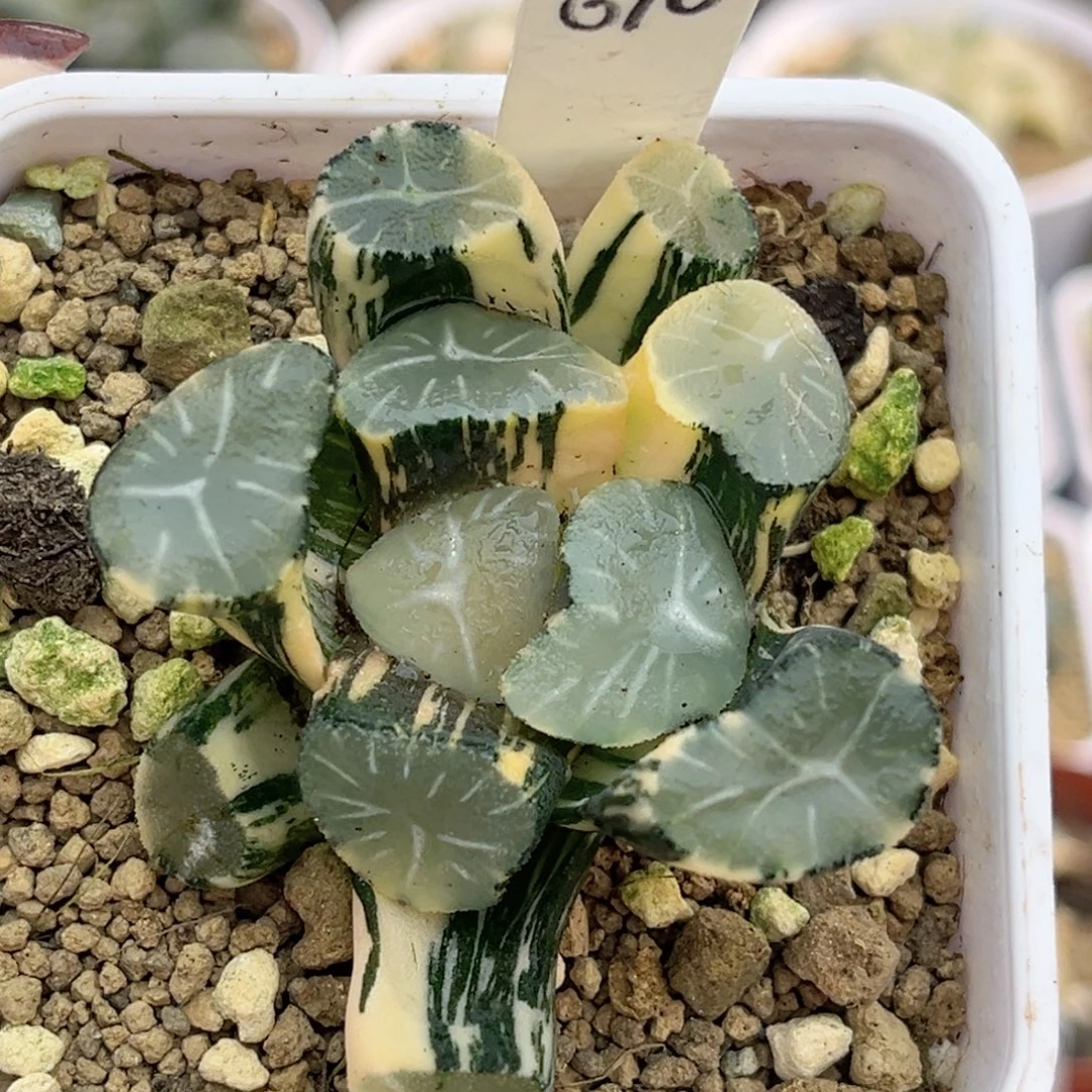 610玉龙万象锦福利专场