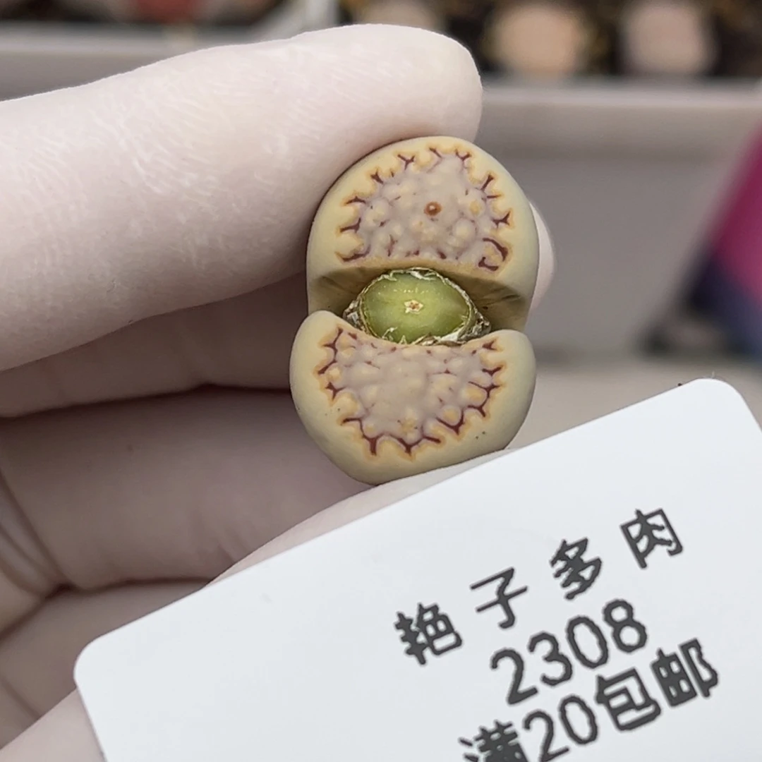 2308号一棵母本带种夹饼干