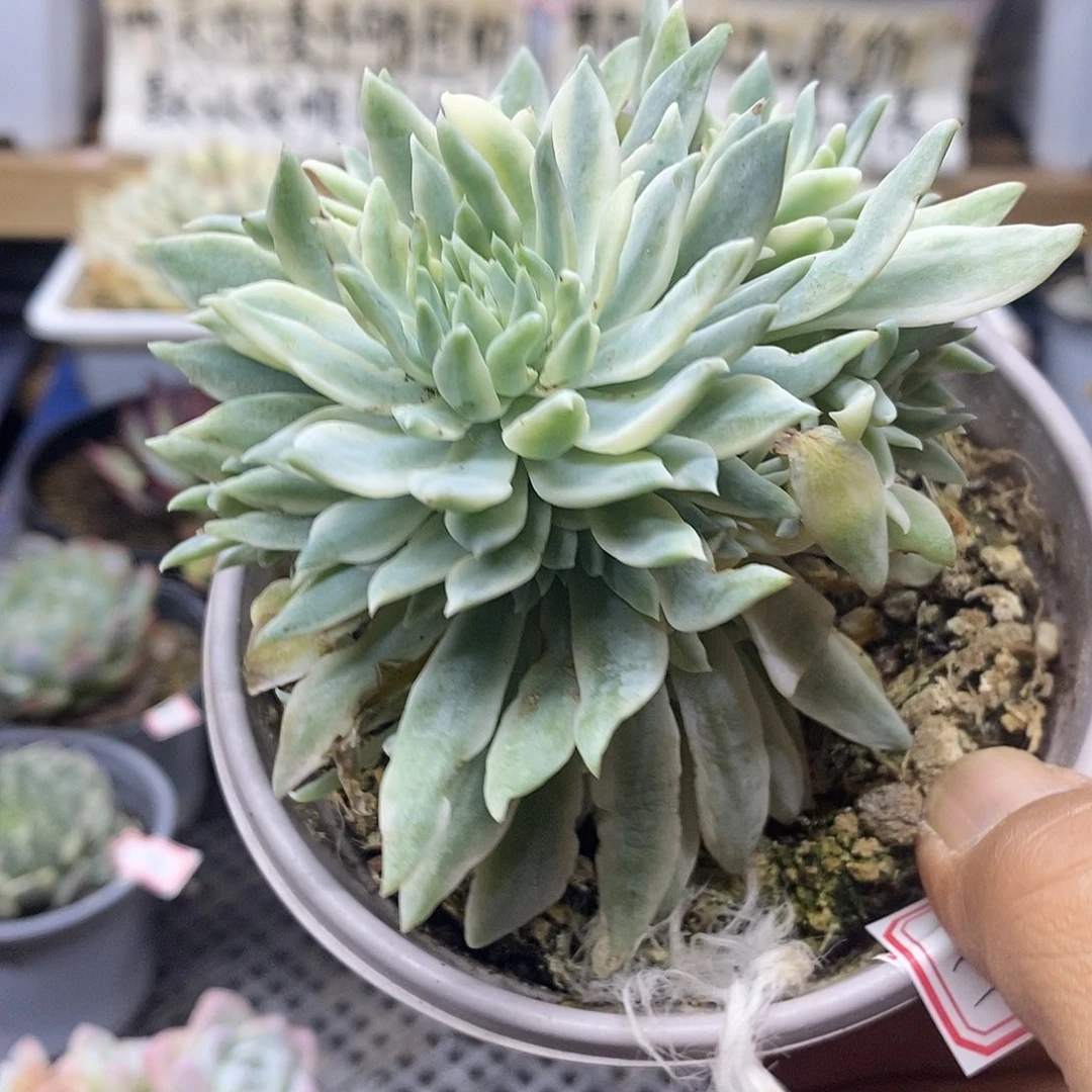 12141 蓝色天使锦自然群