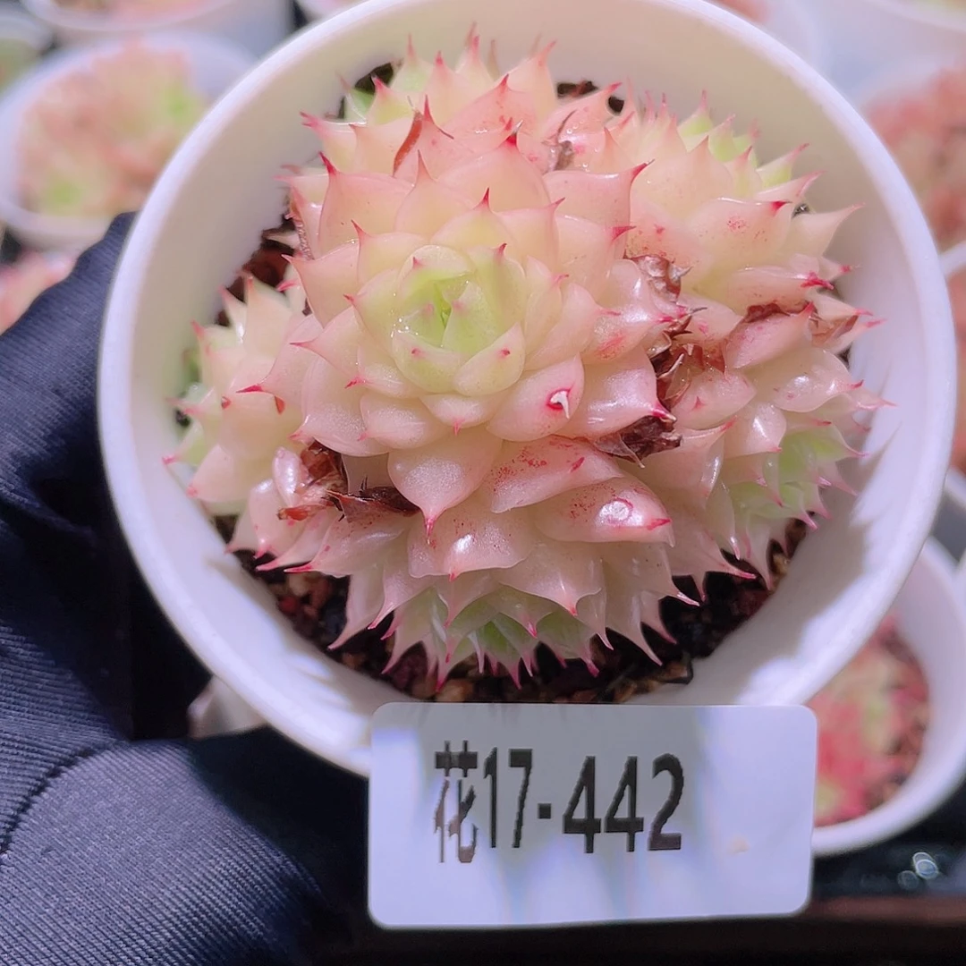 花利美17-442麦秆