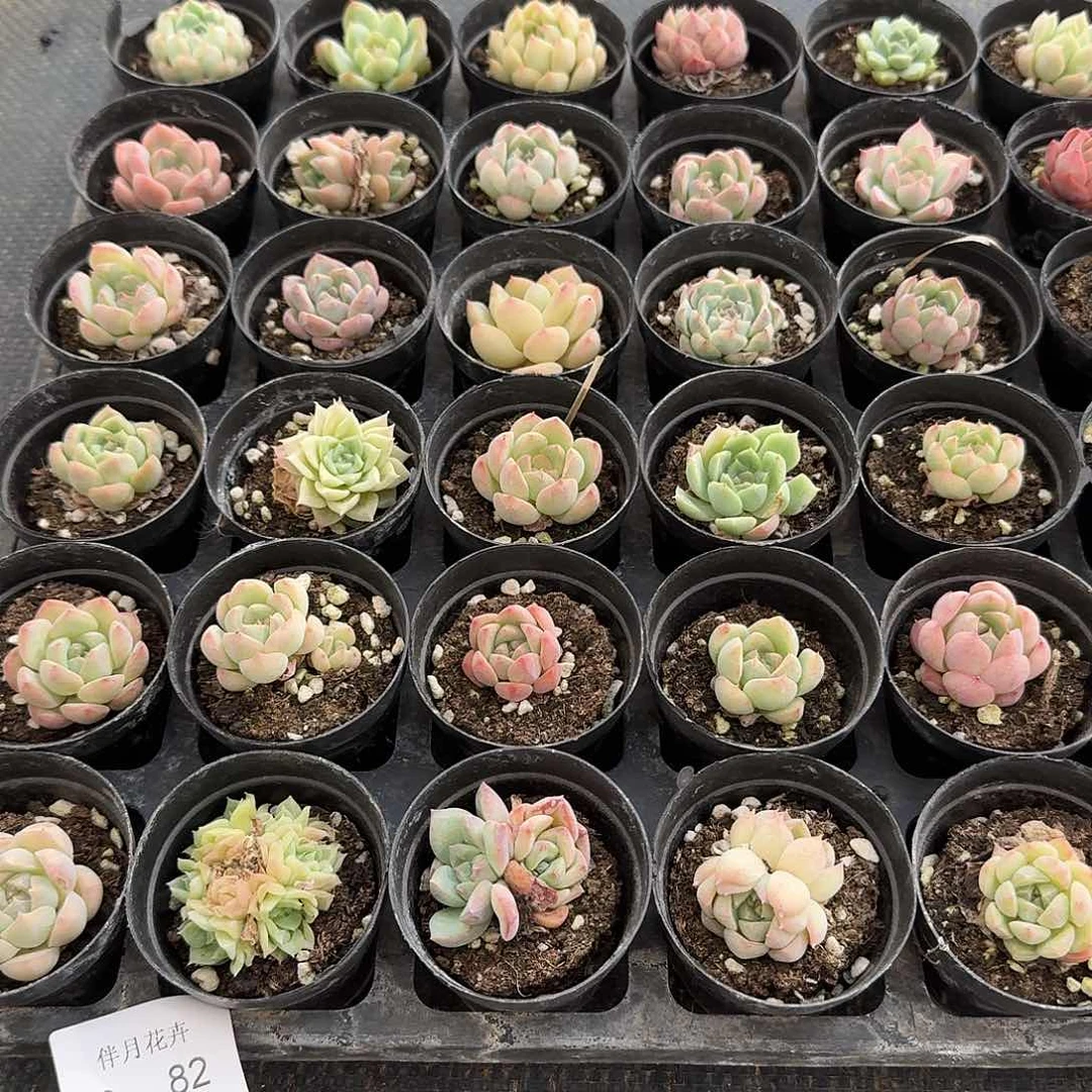 8-82小珍妮三十颗量拍8-82