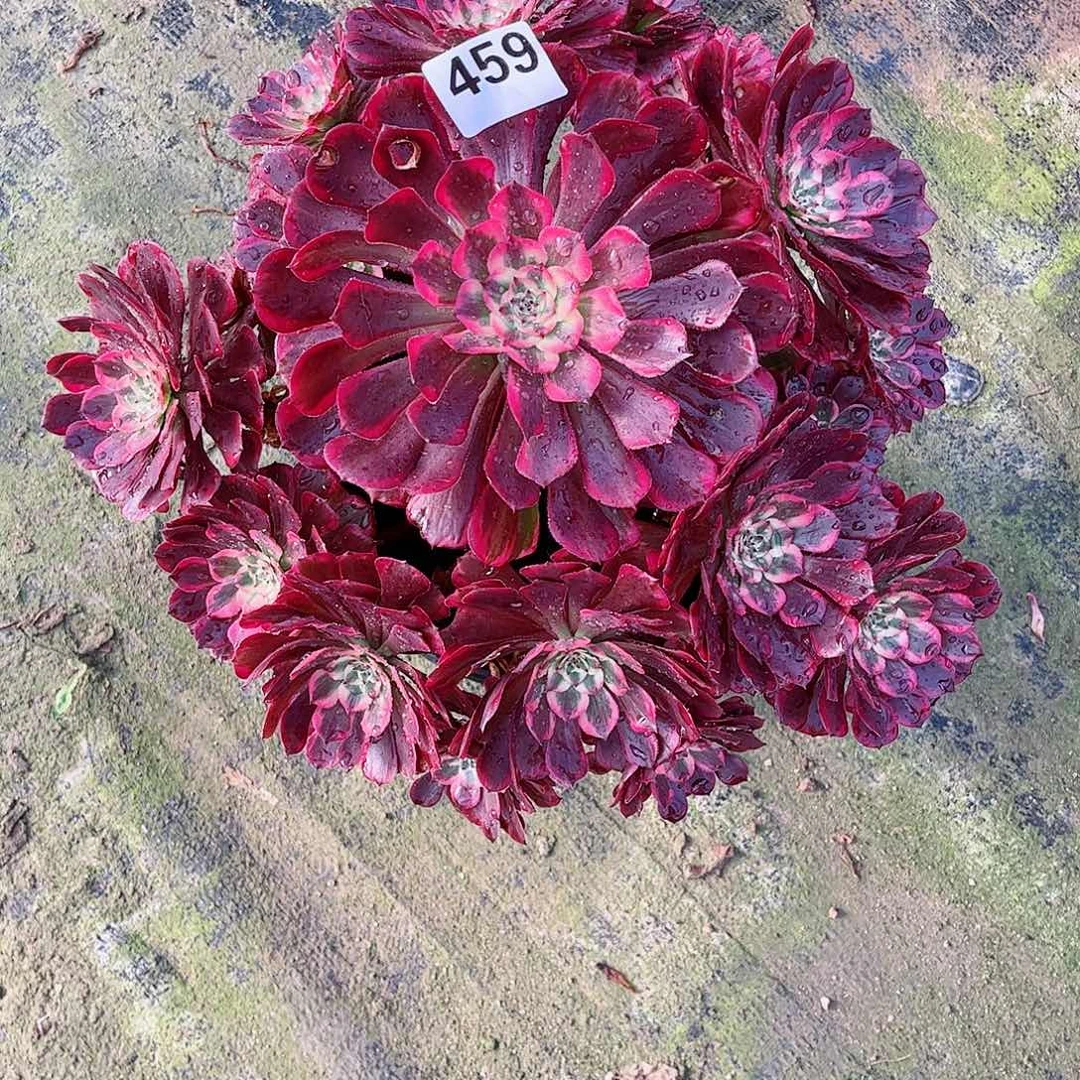 无花朵多肉植物459