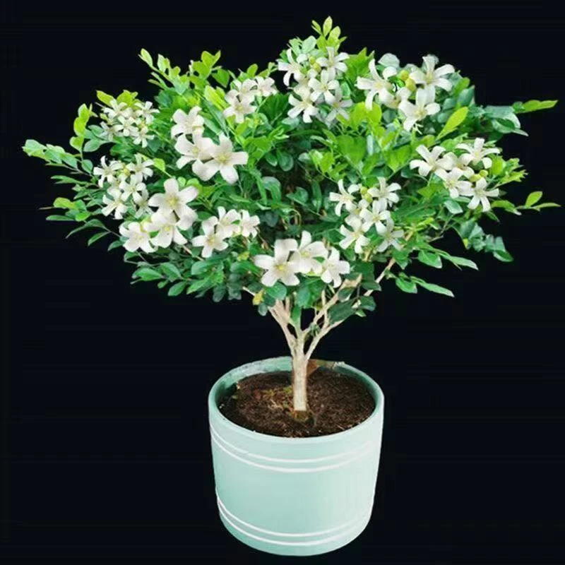 九里香盆栽浓香型花卉绿植室内种植庭院开花驱蚊植物四季常青老桩
