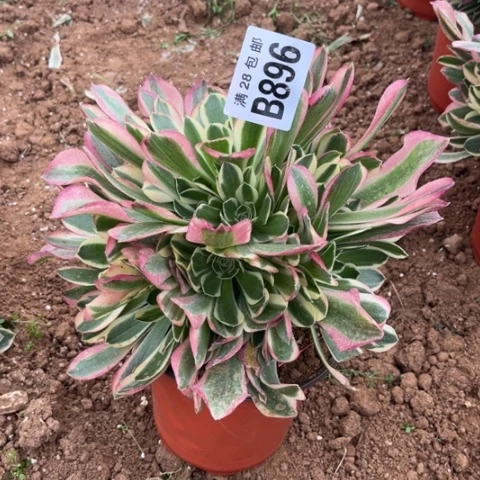 896白凤不包断枝