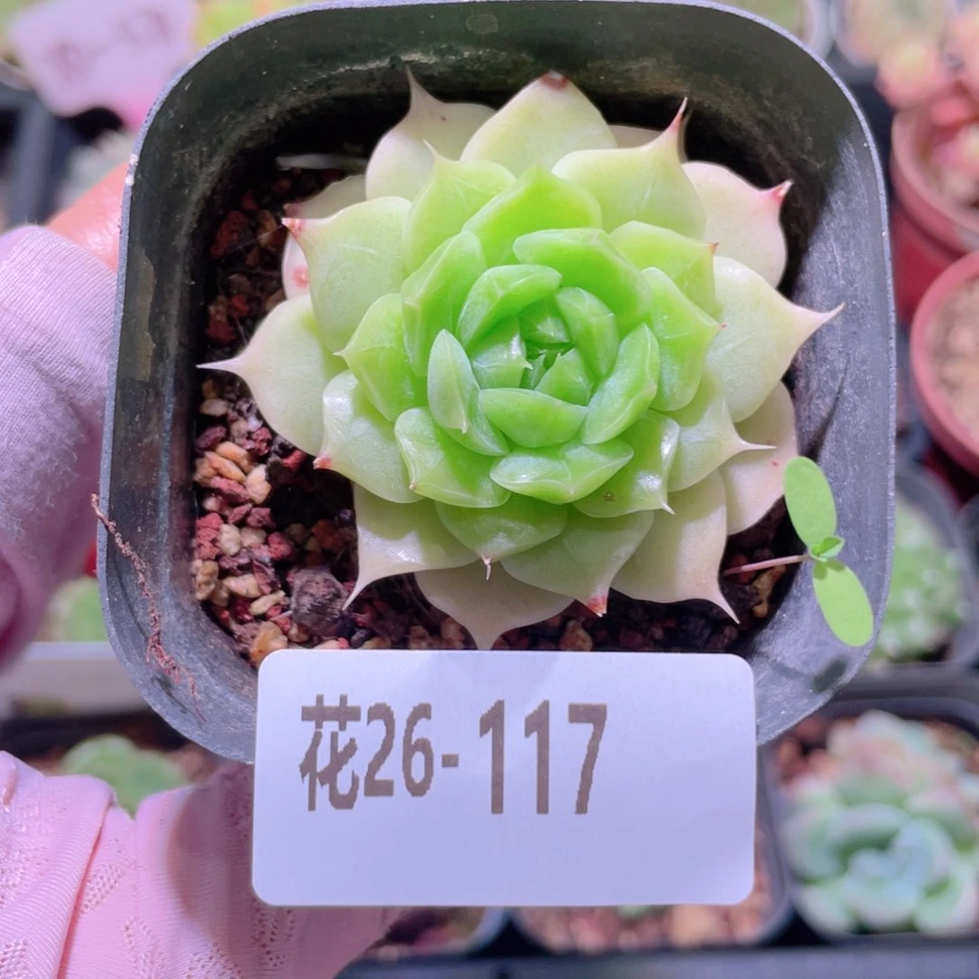 花利美26-117麦秆