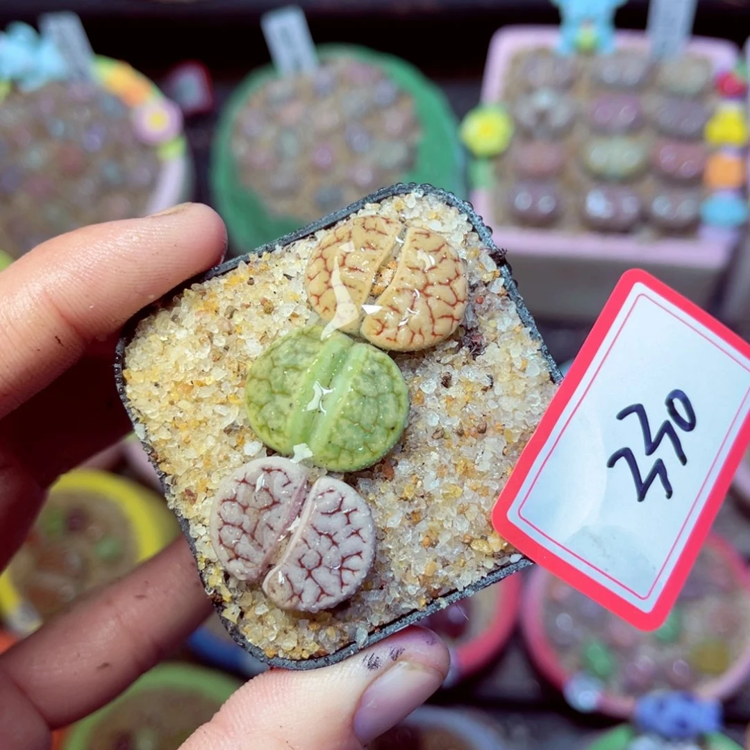 330生石花带盆发1