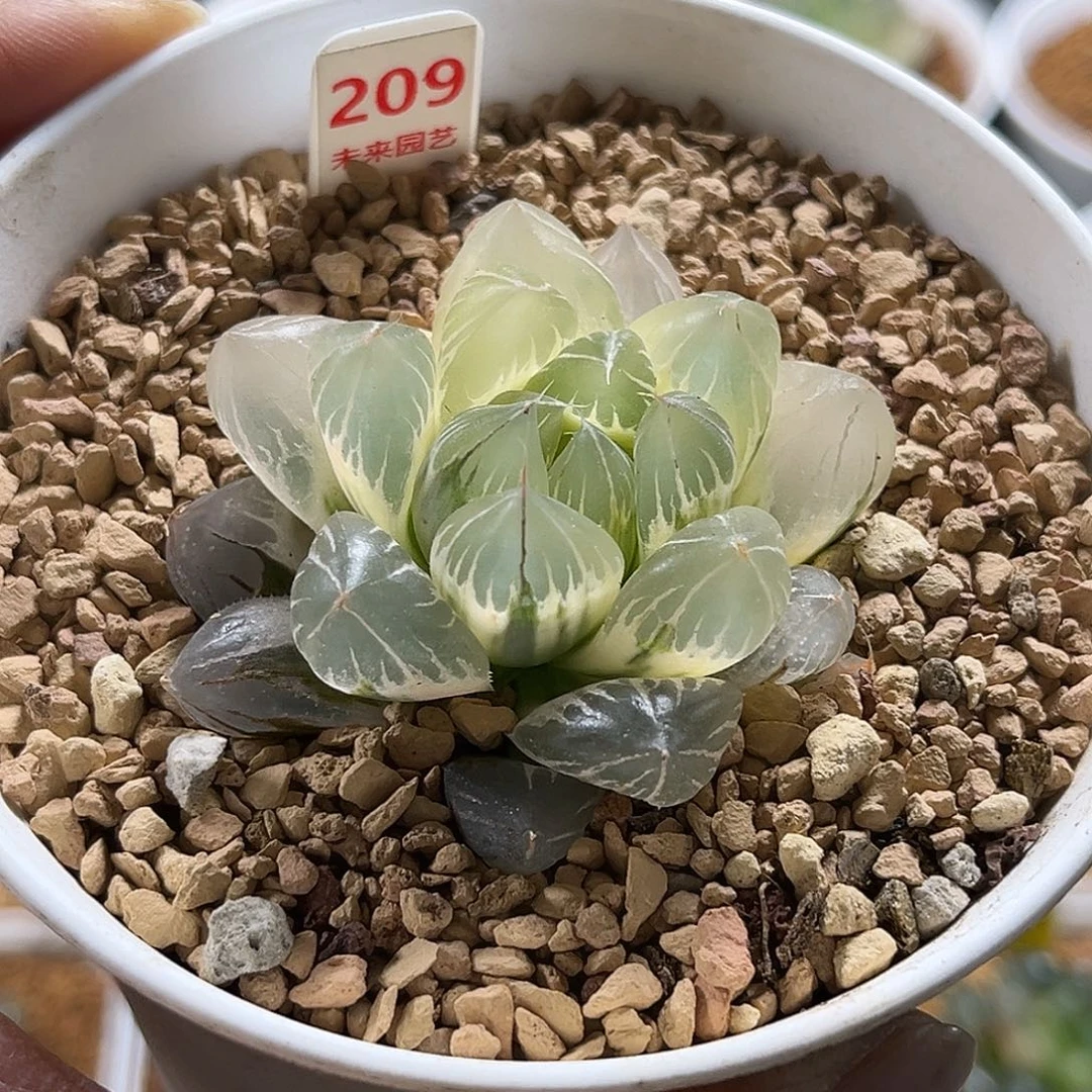 209糊斑水晶冰川玉露锦